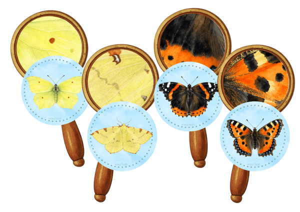 Schau genau - Schmetterlingsflügel