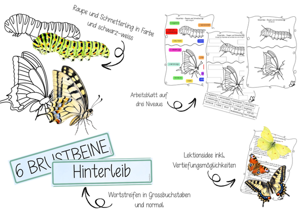 Körperteile - Raupe und Schmetterling