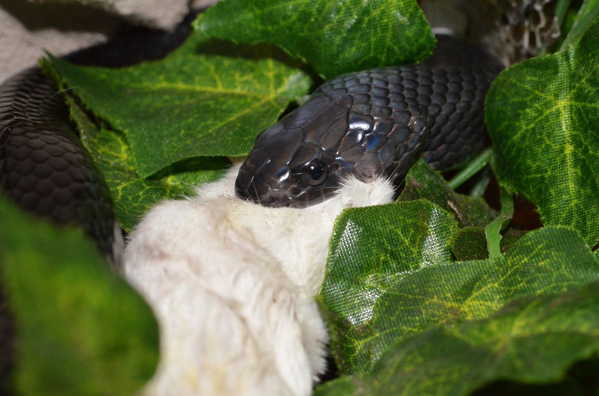 Lampropeltis micropholis / Königsnattern / Tierbestand TSSNAKES