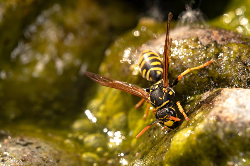 Franse veldwesp - Polistes dominula -die drinkt ( Macrofotografie Wim Acke )