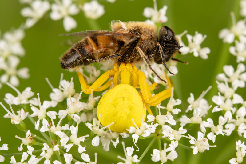 Gewone kameleonspin - Misumena vatia -met zweefvlieg als prooi ( Macrofotografie Wim Acke )