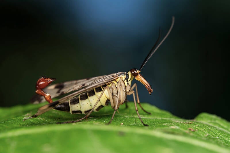 Mannelijke gewone schorpioenvlieg - Panorpa communis (Macrofotografie Wim Acke)