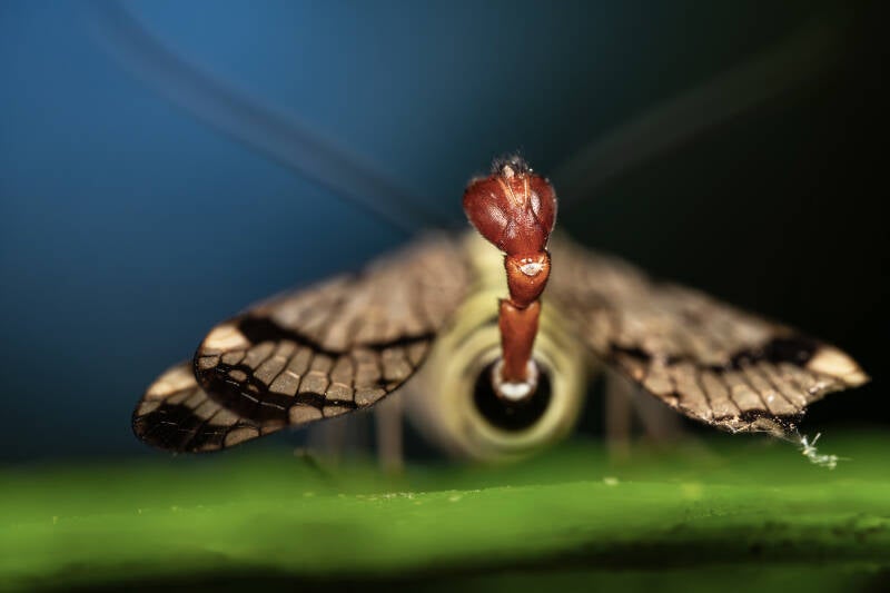 Geslachtsorgaan van een mannelijke gewone schorpioenvlieg - Panorpa communis (Macrofotografie Wim Acke)