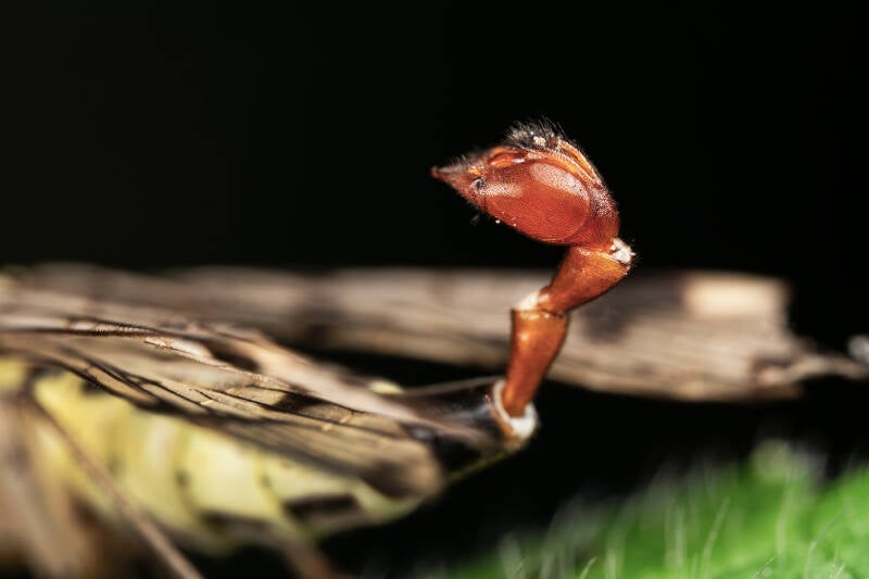 Geslachtsorgaan van een mannelijke gewone schorpioenvlieg - Panorpa communis (Macrofotografie Wim Acke)