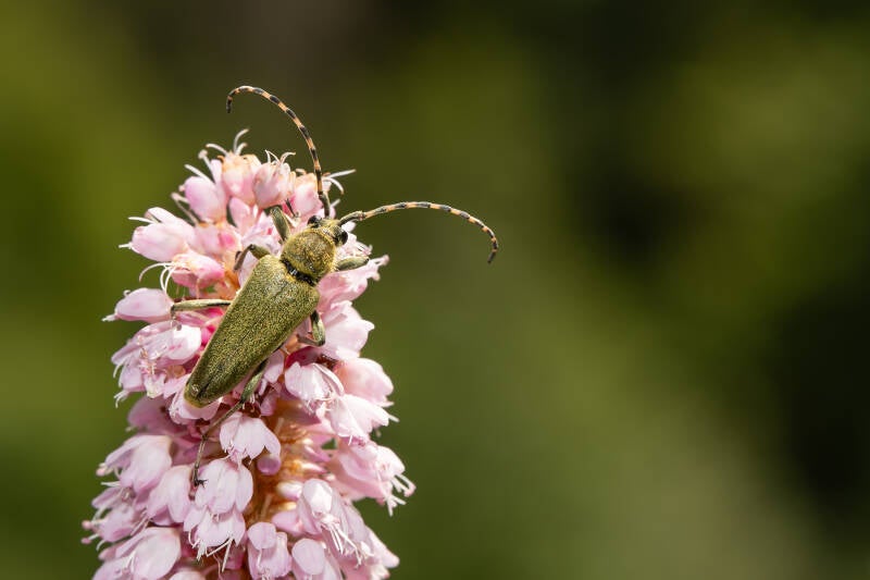 Lepturobosca virens (Macrofotografie Wim Acke)