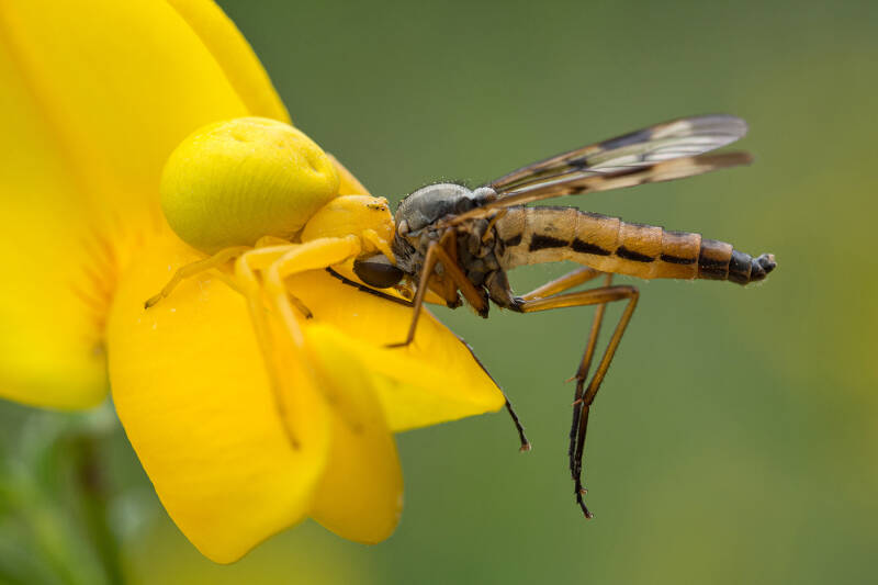 Gewone kameleonspin - Misumena vatia - met gewone snipvlieg - Rhagio scolopaceus - ( Macrofotografie Wim Acke ) 