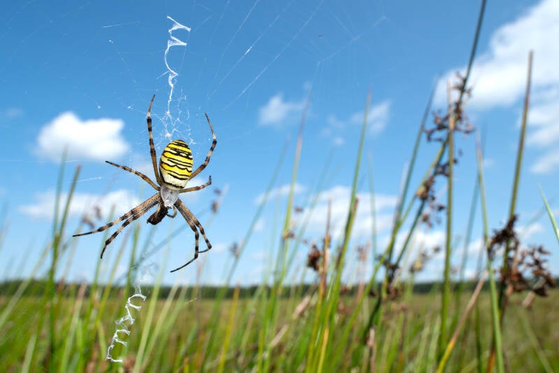 Tijgerspin - Argiope bruennichi - Laowa 15 mm f/4 Wide Angle 1:1 Macro ( Macrofotografie Wim Acke )