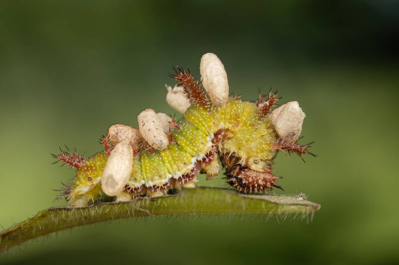 Rups kleine ijsvogelvlinder - Limenitis camilla - ( Macrofotografie Wim Acke )