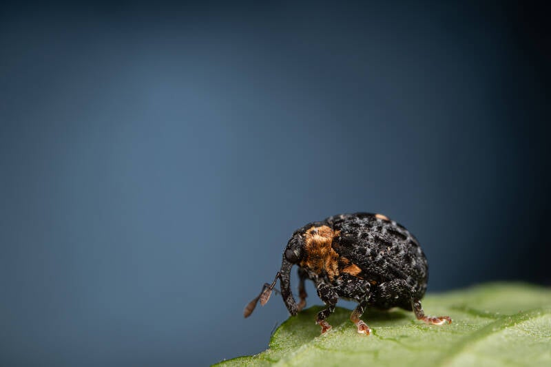 Donkere helmkruidbladschaver - Cionus tuberculosus - (Natuurfotografie Wim Acke)