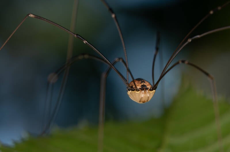 Draadhooiwagen - Leiobunum rotundum - ( Macrofotografie Wim Acke )
