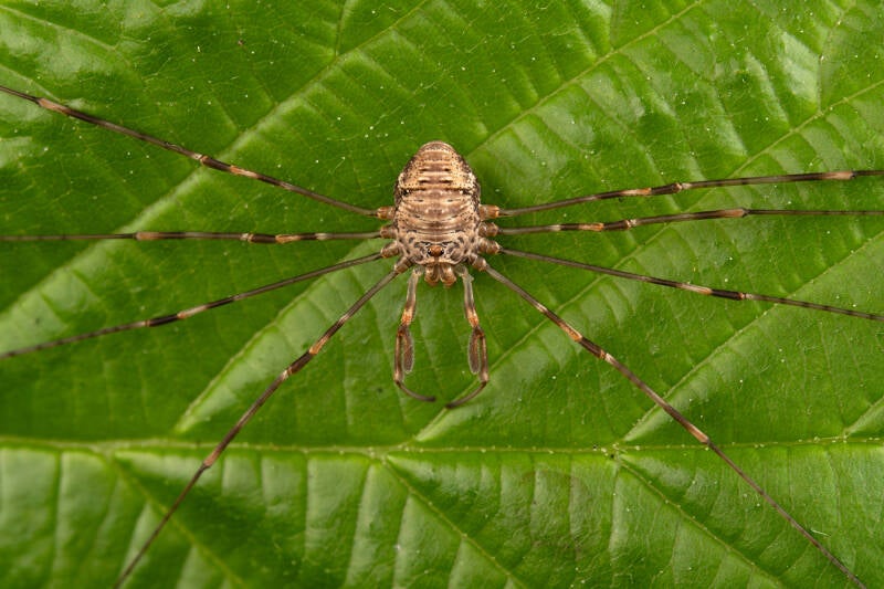 Strekpoot - Dicranopalpus ramosus - ( Macrofotografie Wim Acke )