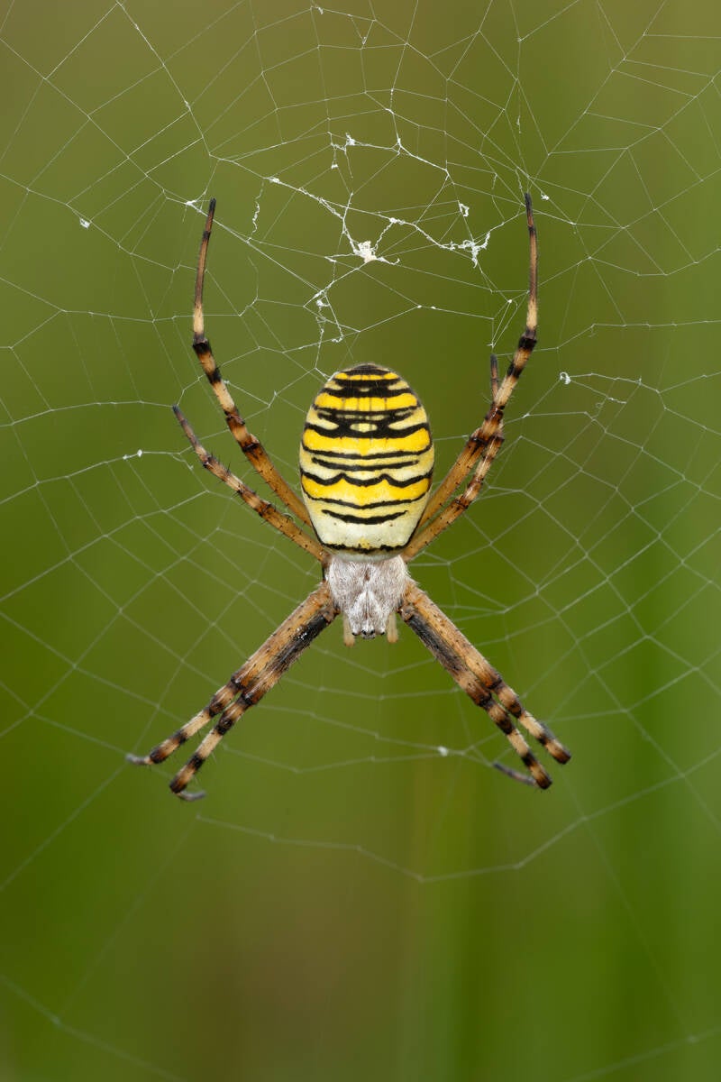 Tijgerspin - Argiope bruennichi - Laowa 100 mm f/2.8 2x Ultra Macro APO ( Macrofotografie Wim Acke )