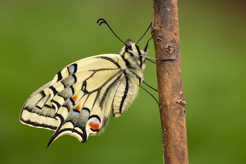 Koninginnenpage (Macrofotografie Wim Acke)
