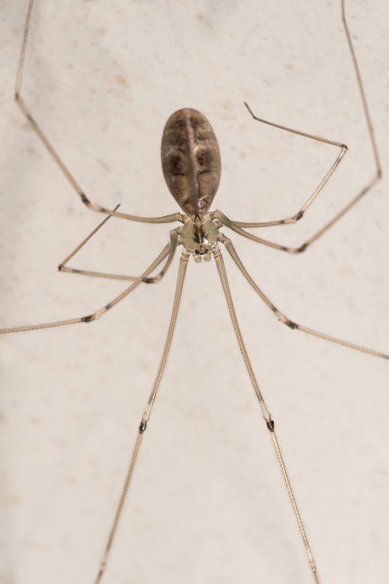 Grote trilspin - Pholcus phalangioides - ( Macrofotografie Wim Acke )