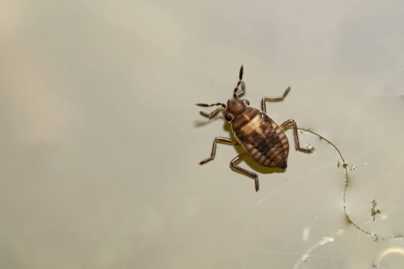Gewoon dwerglopertje - Microvelia reticulata - (Natuurfotografie Wim Acke)