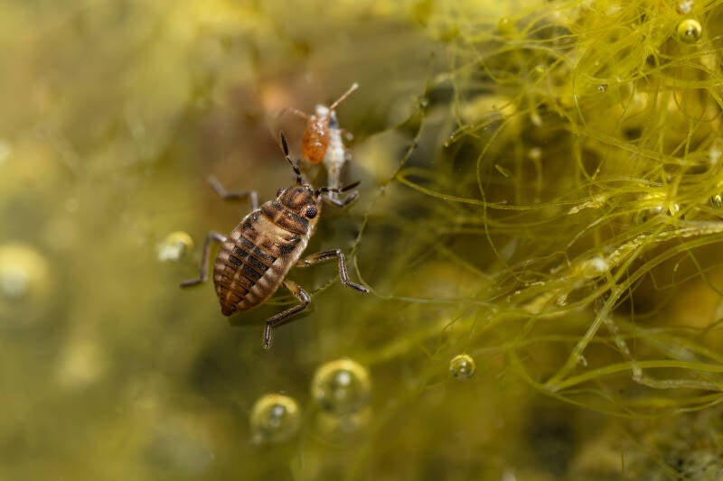 Gewoon dwerglopertje - Microvelia reticulata - (Natuurfotografie Wim Acke)