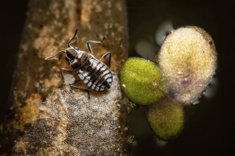 Gewoon dwerglopertje - Microvelia reticulata - (Natuurfotografie Wim Acke)