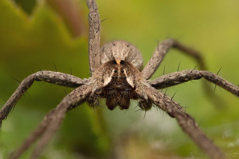Kraamwebspin - Pisaura mirabilis - (Natuurfotografie Wim Acke)