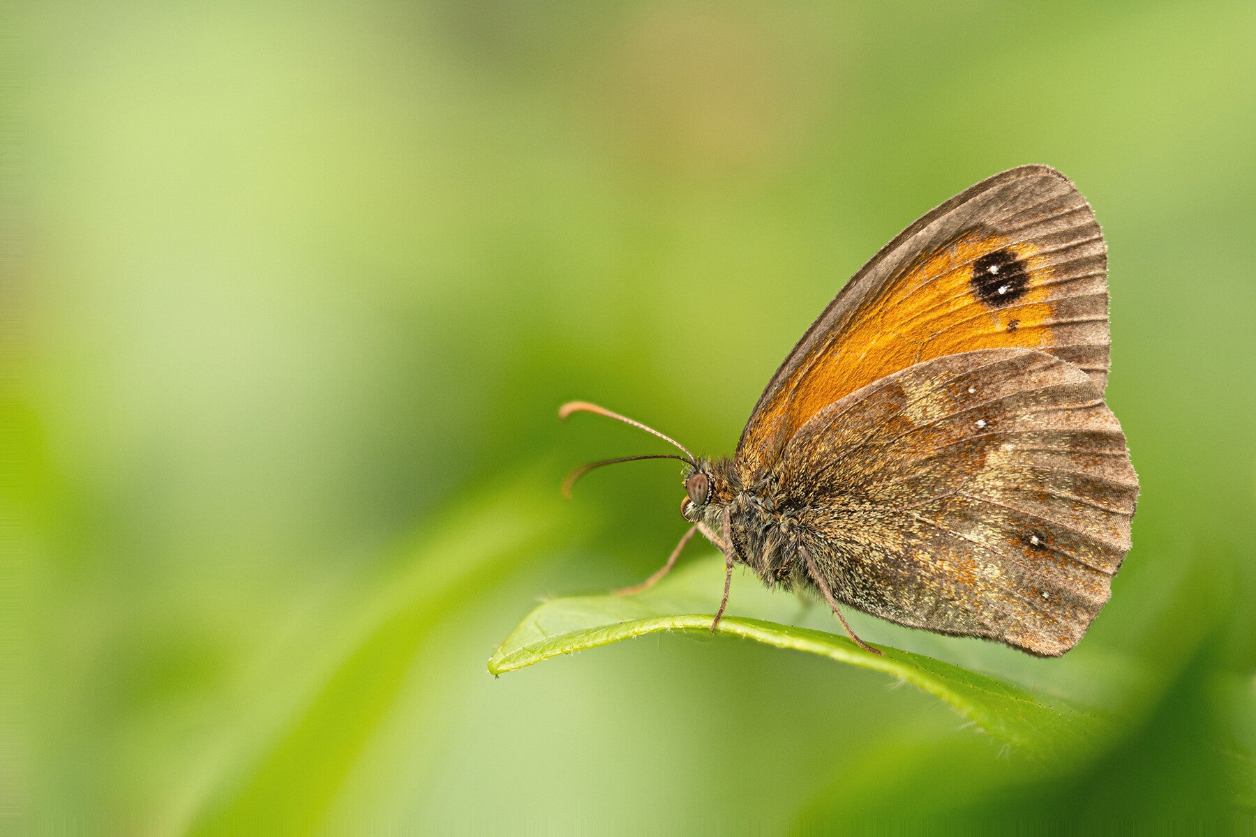 Oranje zandoogje (Macrofotografie Wim Acke)