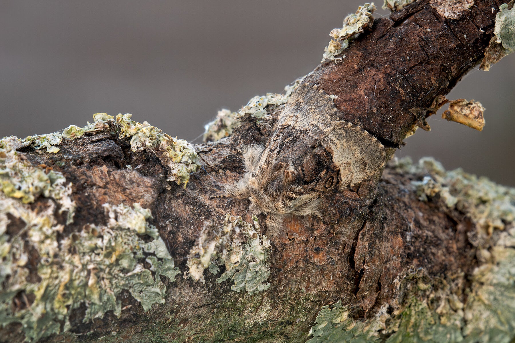 Hazelaaruil (Macrofotografie Wim Acke)