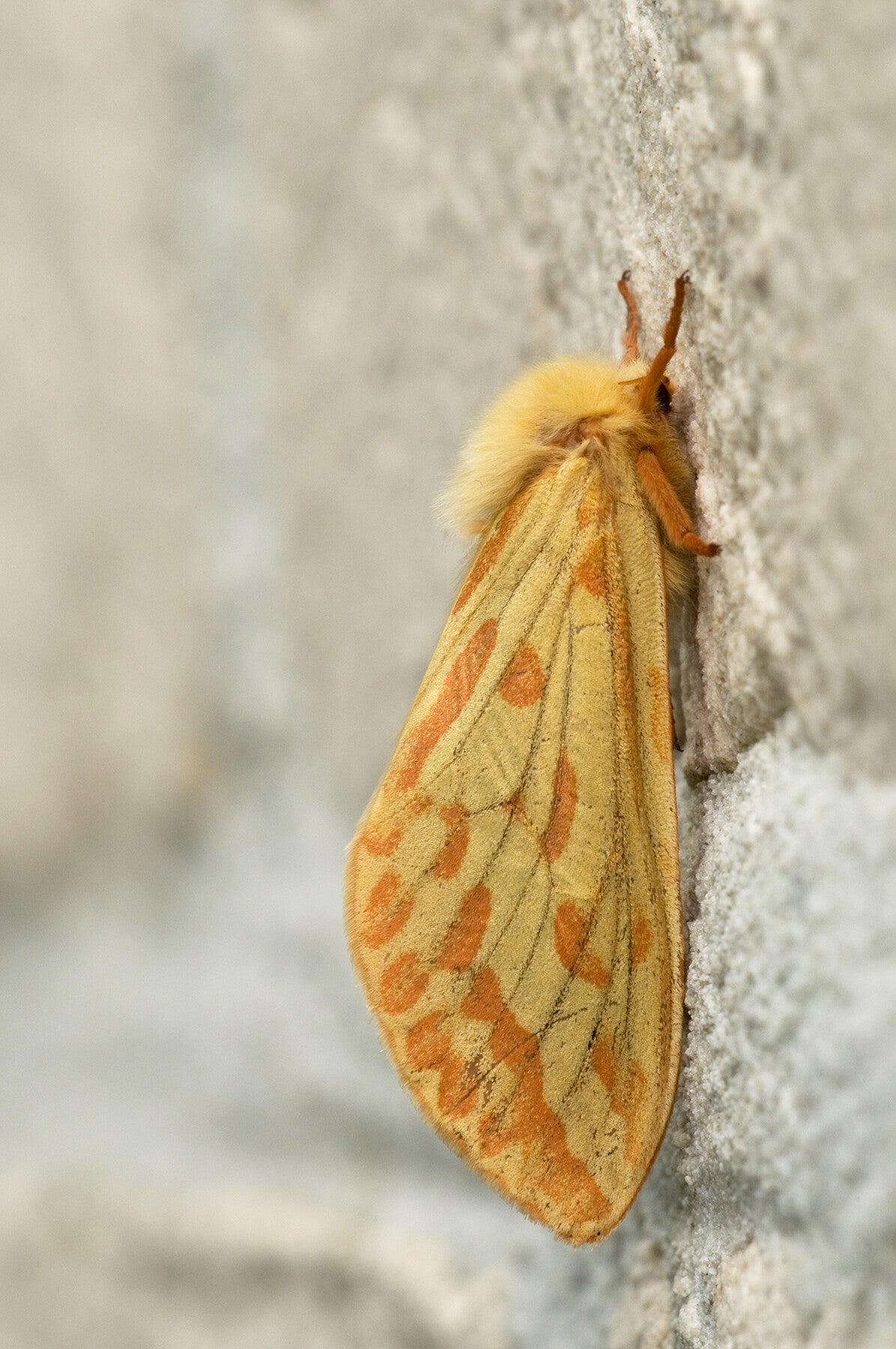 Hopwortelboorder (Macrofotografie Wim Acke)