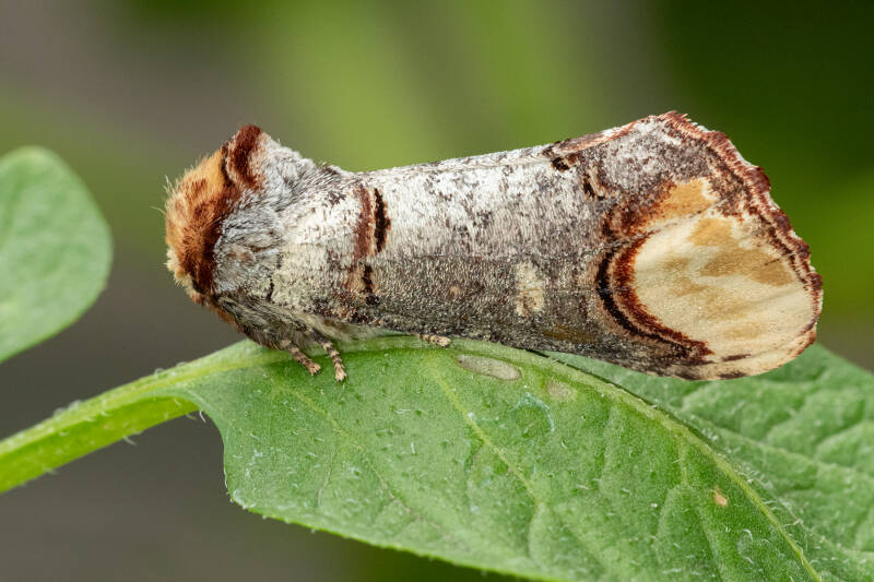 Wapendrager (Macrofotografie Wim Acke)