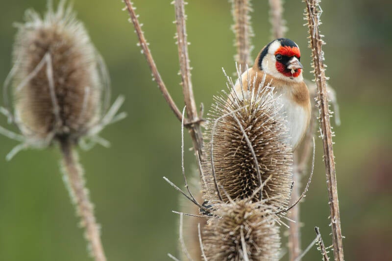 Putter - distelvink - Carduelis carduelis - (Natuurfotografie Wim Acke)