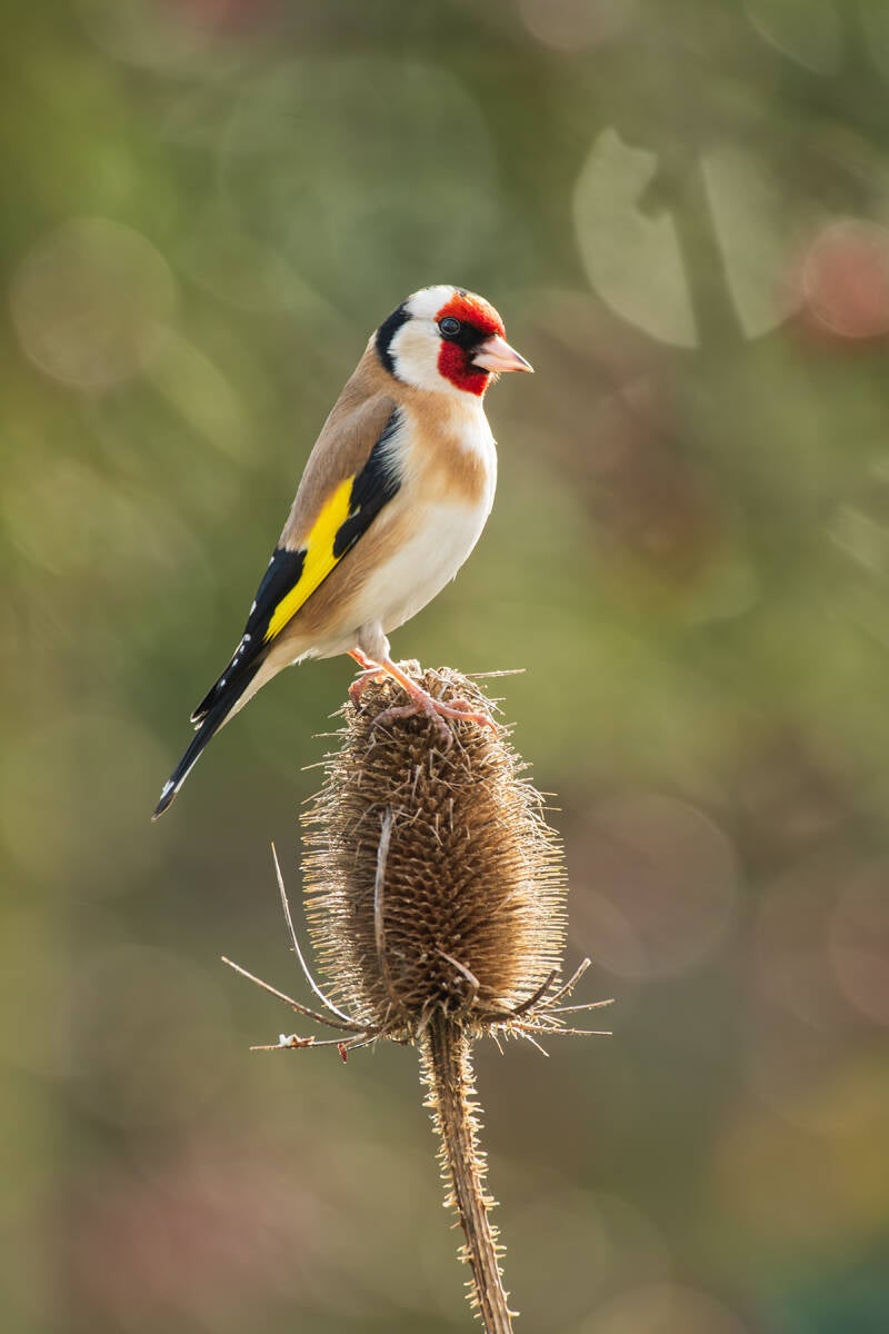 Putter - distelvink - Carduelis carduelis - (Natuurfotografie Wim Acke)