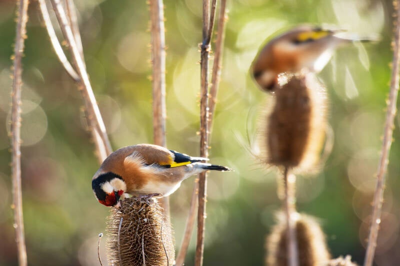 Putters - distelvinken - Carduelis carduelis - (Natuurfotografie Wim Acke)
