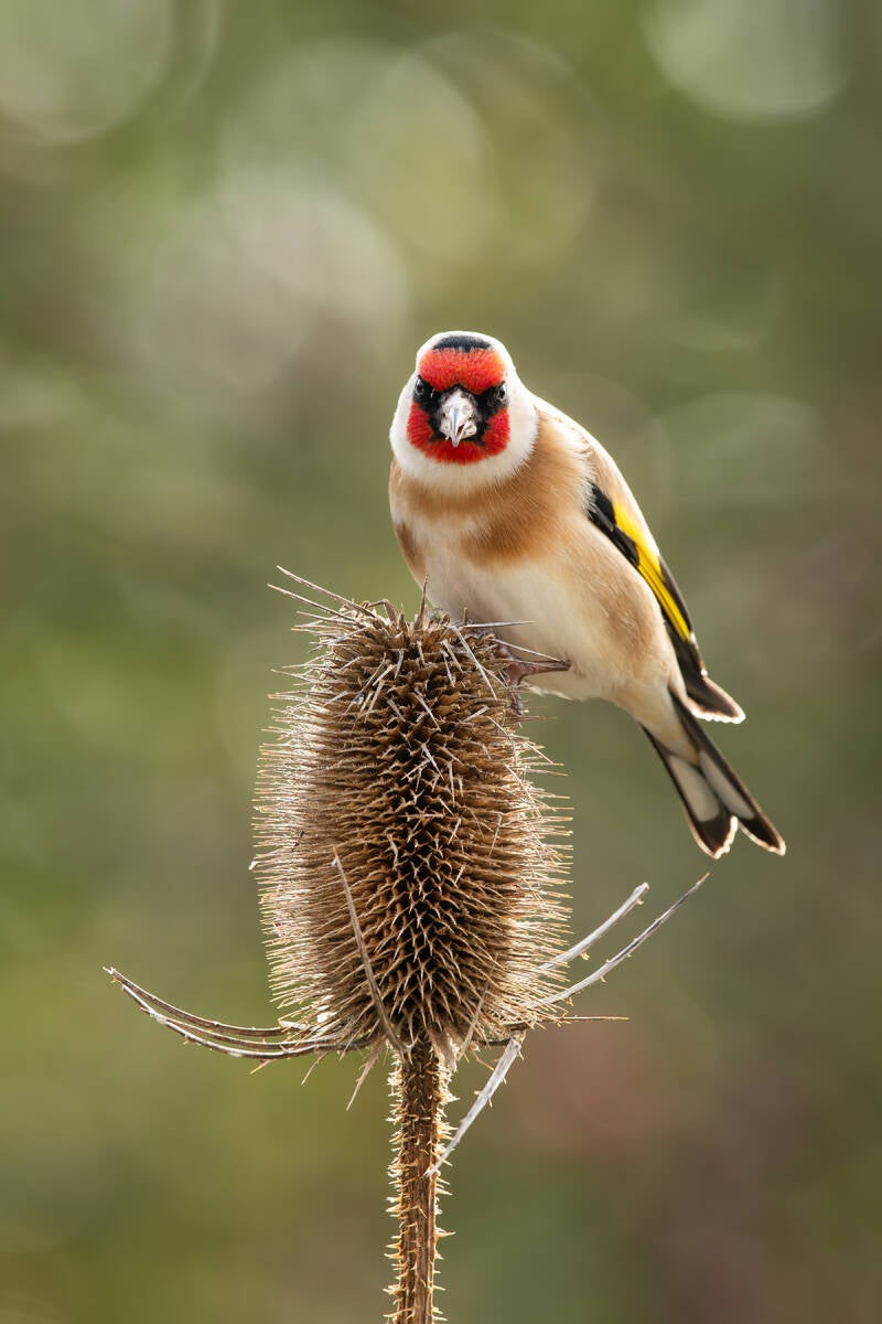 Putter - distelvink - Carduelis carduelis - (Natuurfotografie Wim Acke)