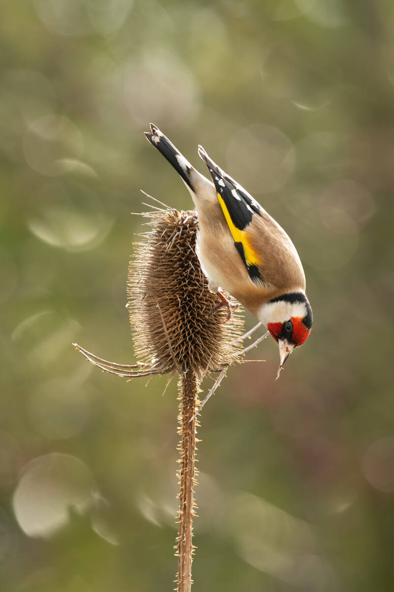 Putter - distelvink - Carduelis carduelis - (Natuurfotografie Wim Acke)