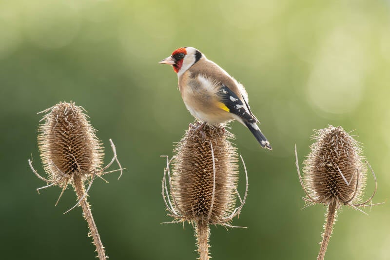 Putter - distelvink - Carduelis carduelis - (Natuurfotografie Wim Acke)