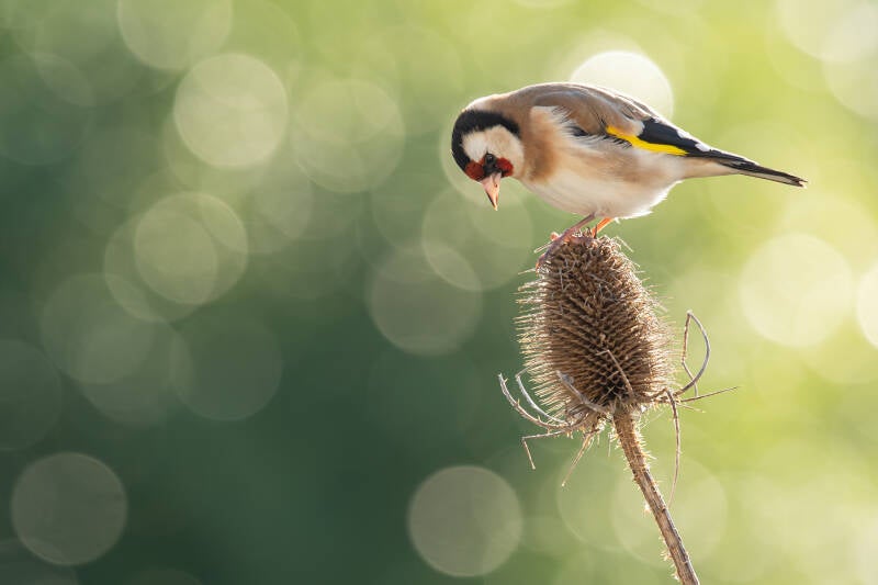 Putter - distelvink - Carduelis carduelis - (Natuurfotografie Wim Acke)