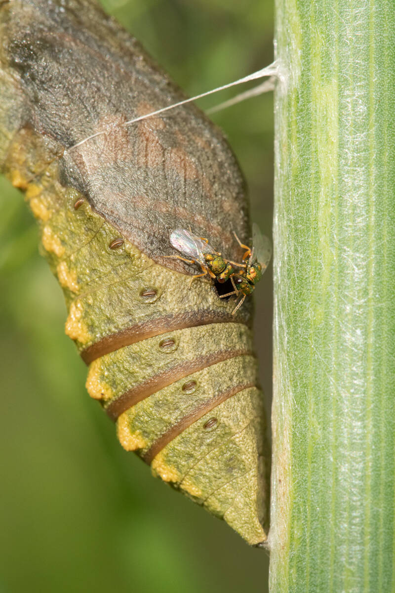 Geparasiteerde pop van koninginnenpage - Papilio machaon - met bronswespen ( Macrofotografie Wim Acke )