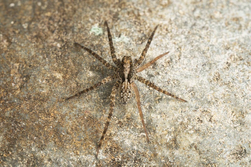 Wolfspin met twee geregenereerde poten - Pardosa spec.- (Macrofotografie Wim Acke)