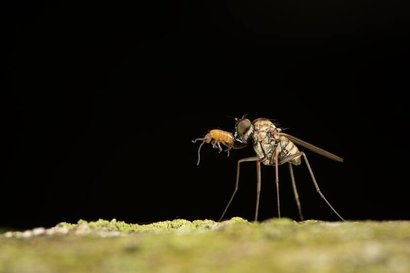 Medetera diadema met springstaartje als prooi (Macrofotografie Wim Acke)