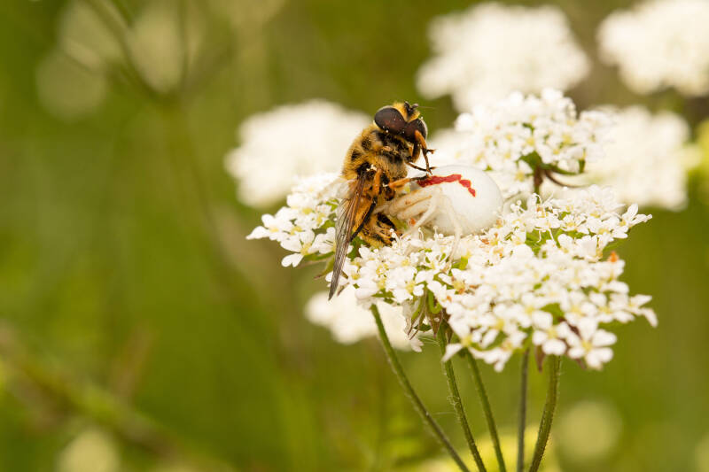 Gewone kameleonspin - Misumena vatia - met zweefvlieg als prooi ( Macrofotografie Wim Acke )
