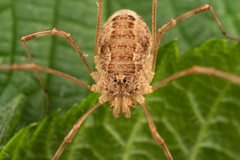 Voorjaarshooiwagen - ilaena triangularis - ( Macrofotografie Wim Acke )