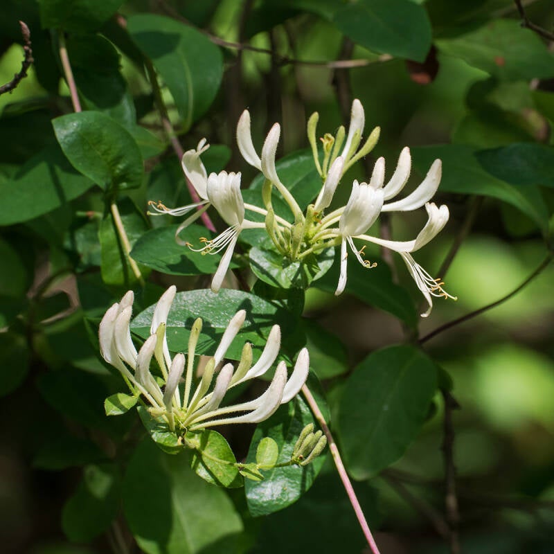 Kamperfoelie - Lonicera - ( Macrofotografie Wim Acke )