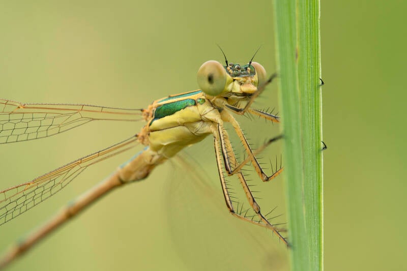 Zwervende pantserjuffer (Macrofotografie Wim Acke)