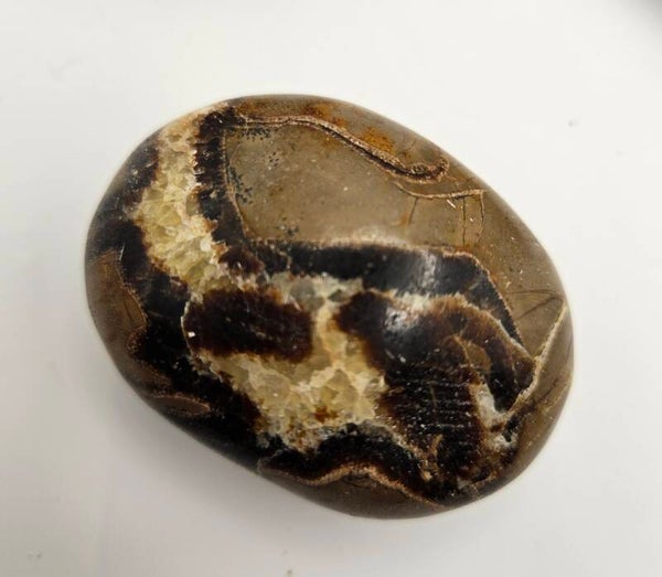 Septarian Palm stone