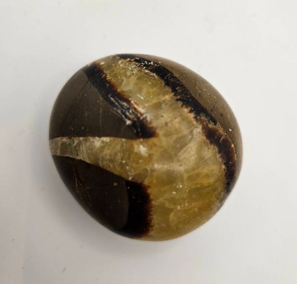 Septarian Palm stone