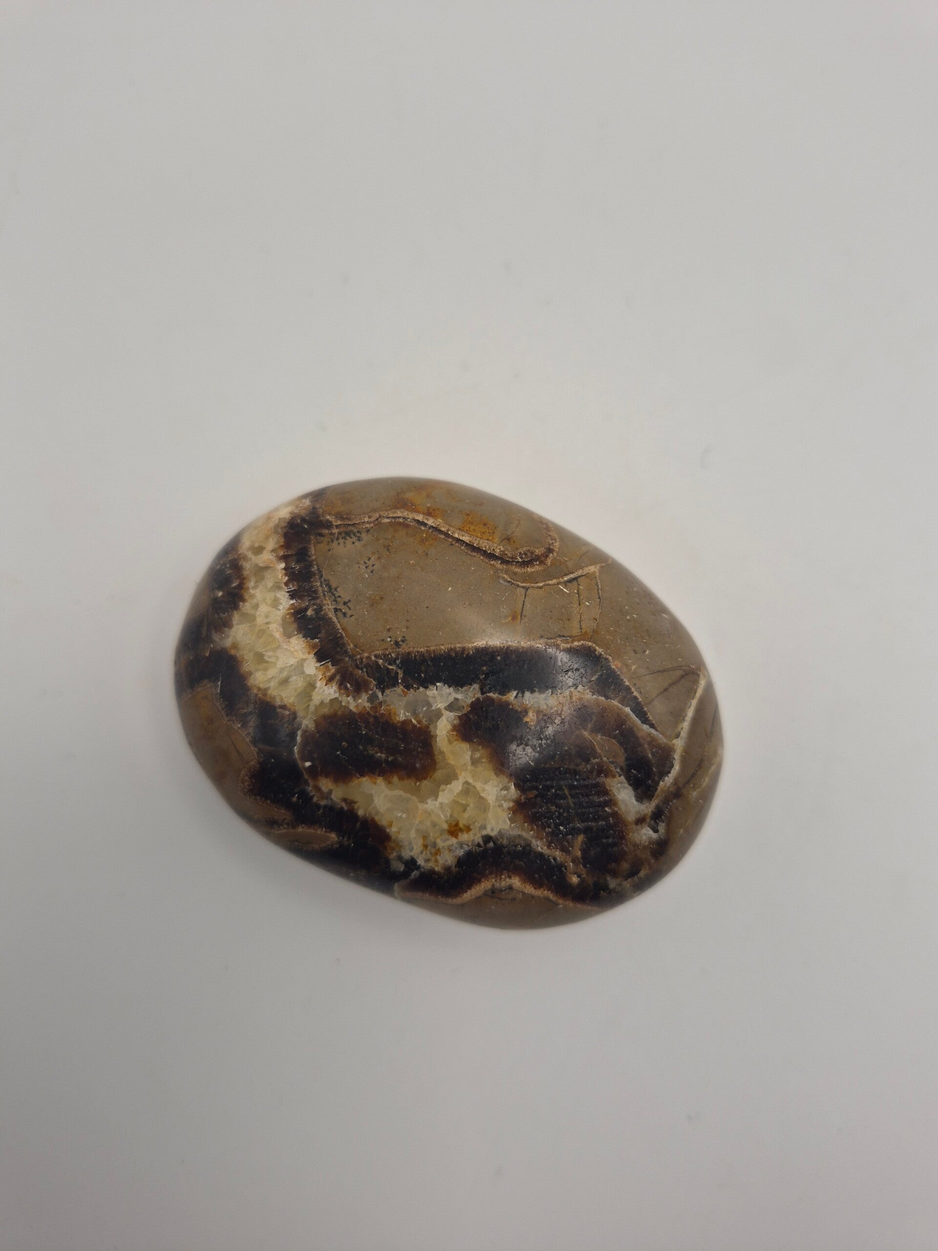 Septarian Palm stone