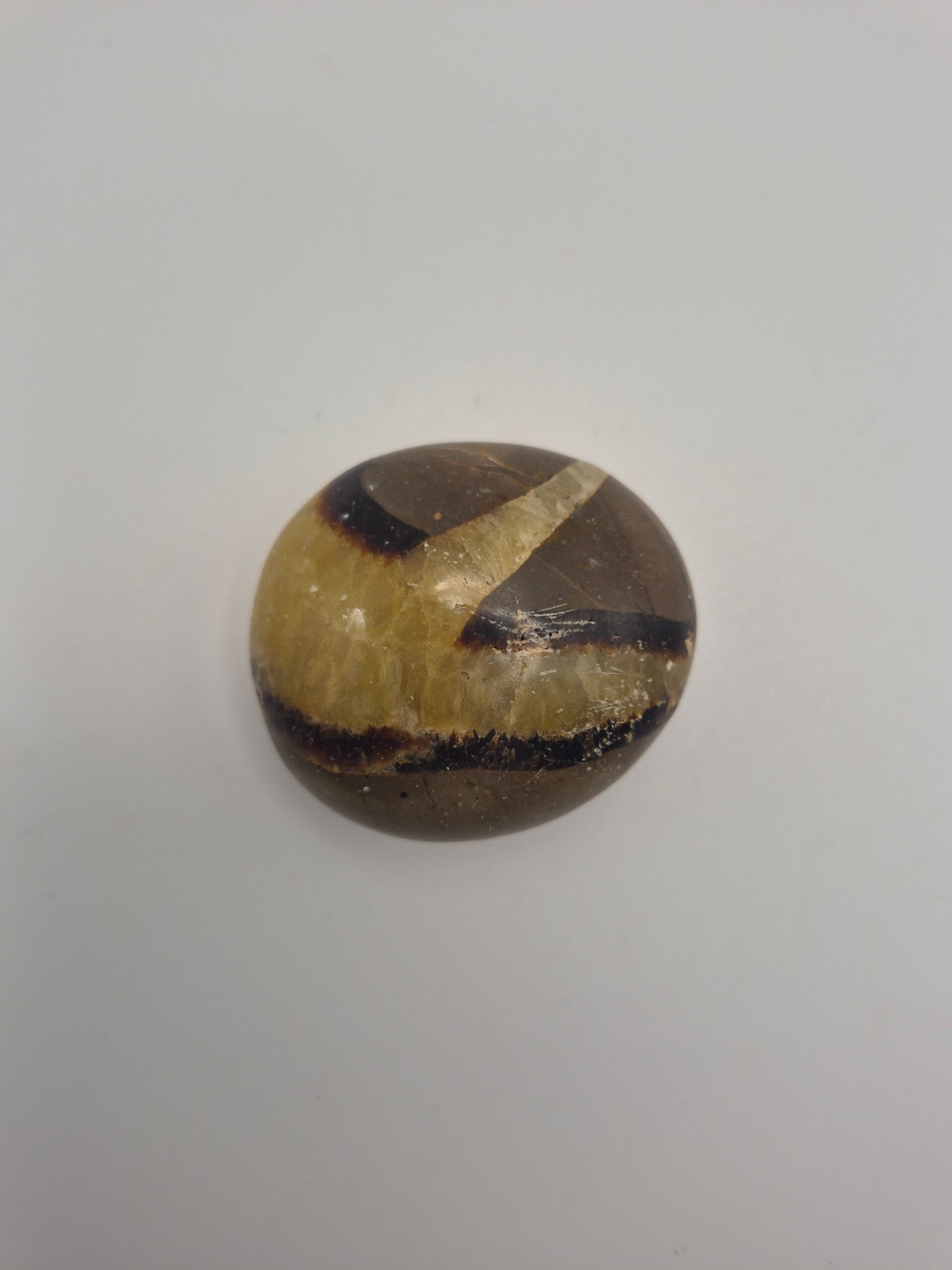 Septarian Palm stone