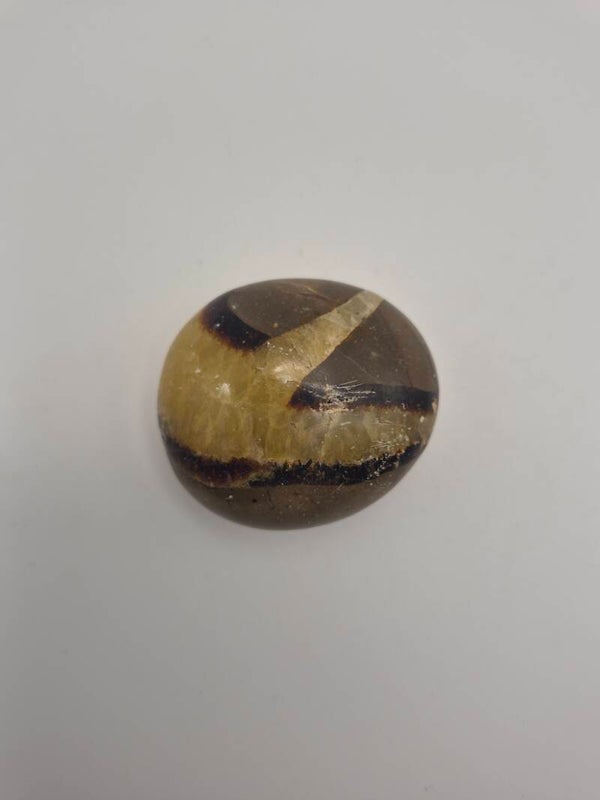Septarian Palm stone