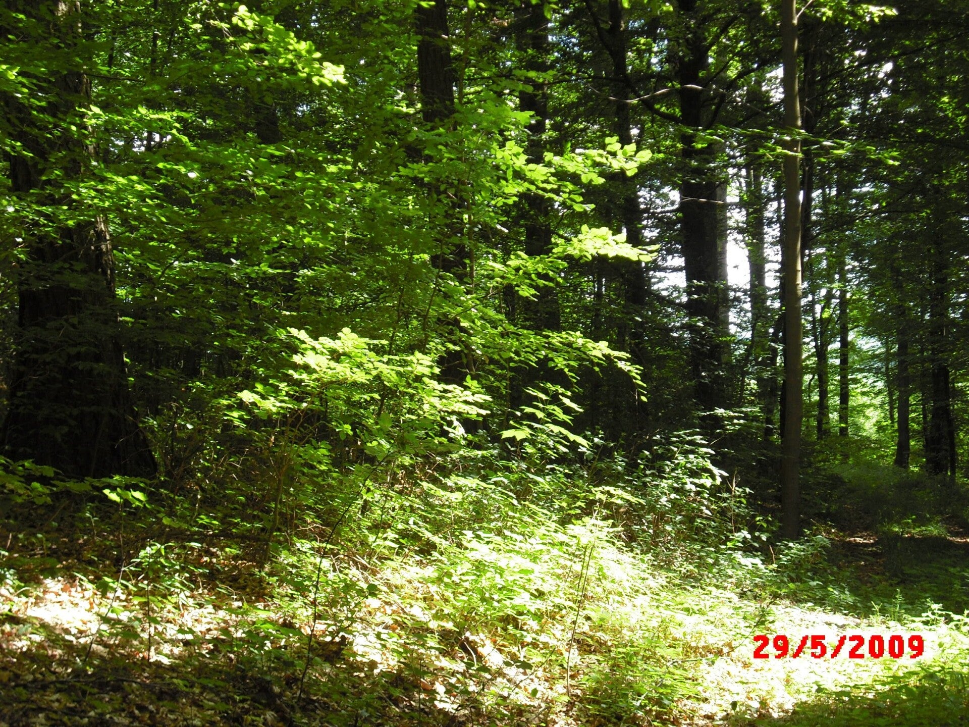 Grüner Wald in Michelbach von Isabella Wipfler 