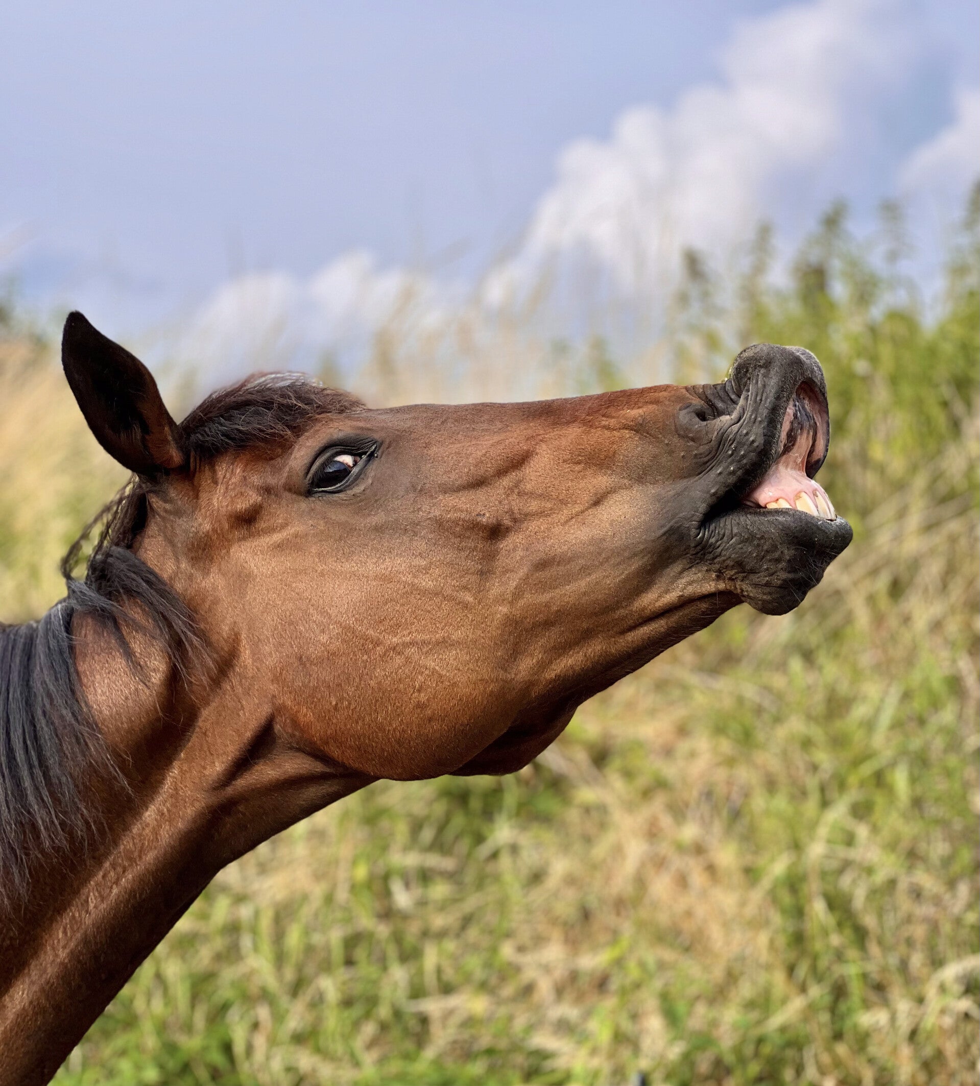 aromatherapie voor paarden