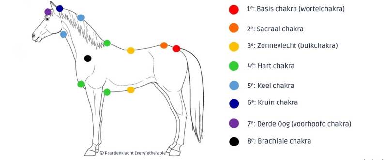 Paarden Chakra's