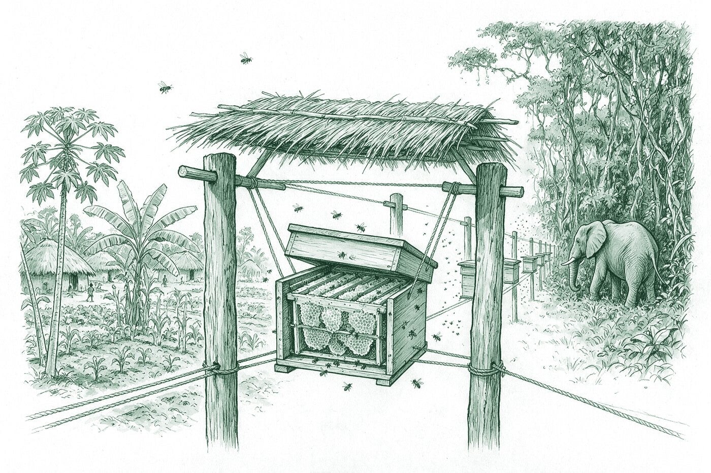 Croquis d’une clôture à ruches entre un champ et la forêt