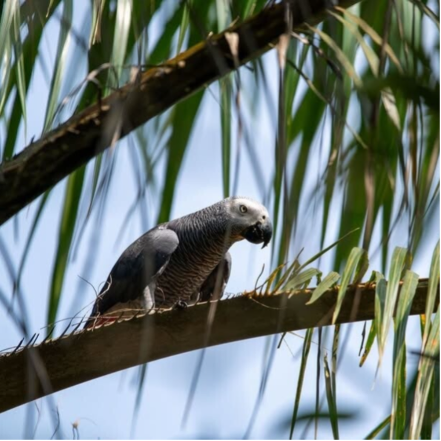 Perroquet gris du Gabon en liberté, posé sur une palme, lagune Nkomi